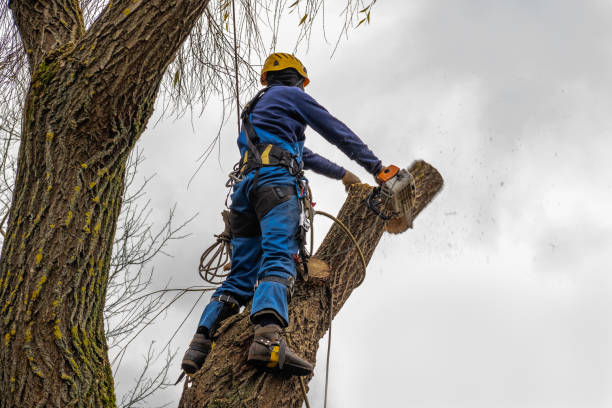 Trusted Otsego, MI Tree Service Experts